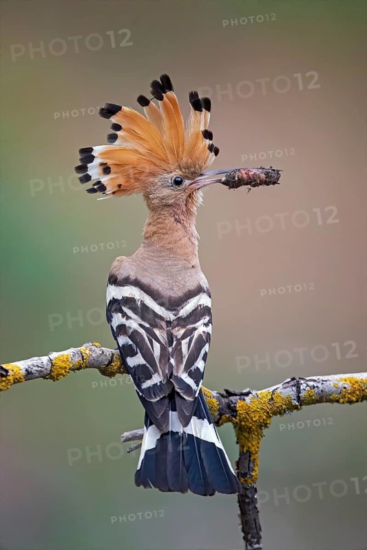 Eurasian Hoopoe (Upupa epops) with food in beak, Saxony-Anhalt, Germany