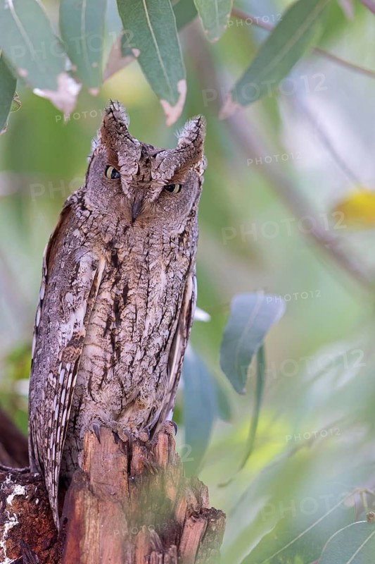 Zwergohreule, Otus scops, Common Scops-Owl, Common Scops-owl, Eurasian Scops Owl, Eurasian Scops-Owl, Eurasian Scops-owl, European Scops-Owl, Scops Owl, Hibou petit-duc, Petit-duc scops, Autillo europeo