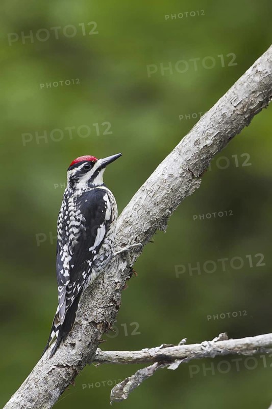 Yellow-bellied Sapsucker (Sphyrapicus varius female), Ontario, Canada