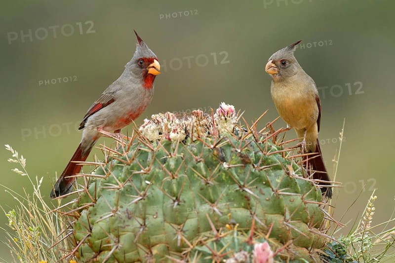 Pyrrhuloxia (Cardinalis sinuatus) pair perched on cactus, Texas, USA