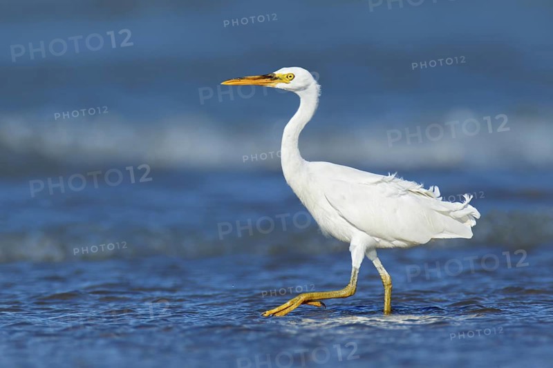Pacific Reef Heron (Egretta sacra), Northern Territory, Australia