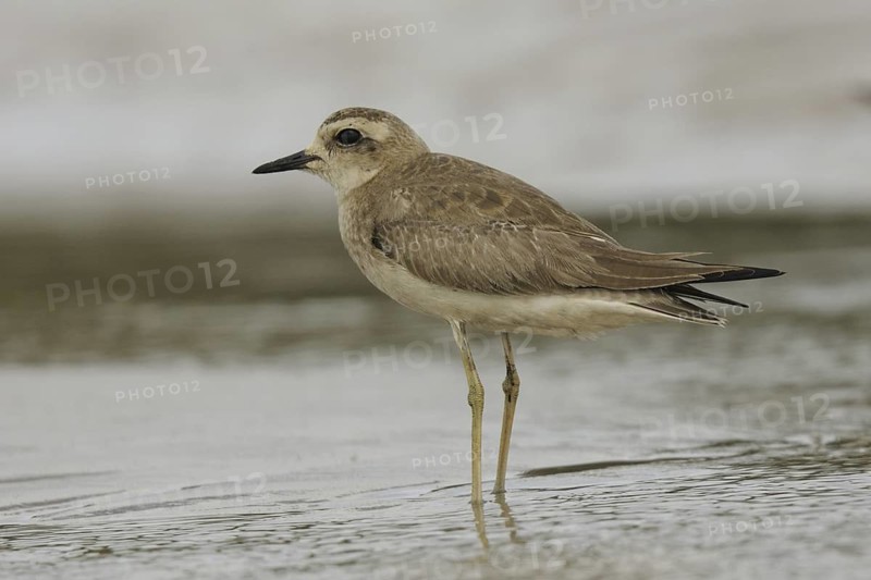 Caspian Plover (Charadrius asiaticus), Goa, India