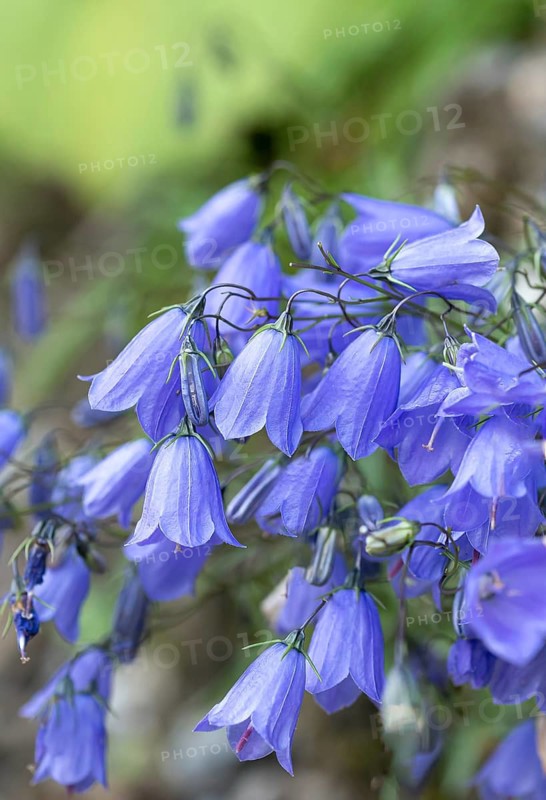 Dwarf bellflower (Campanula cochleariifolia),  Austria