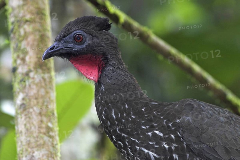 Crested Guan (Penelope purpurascens), Costa Rica