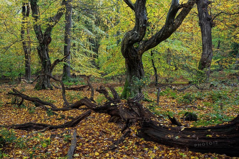 Old, gnarled trees in the Urwald Baumweg nature reserve in autumn, Hudewald, Emstek, Lower Saxony, Germany