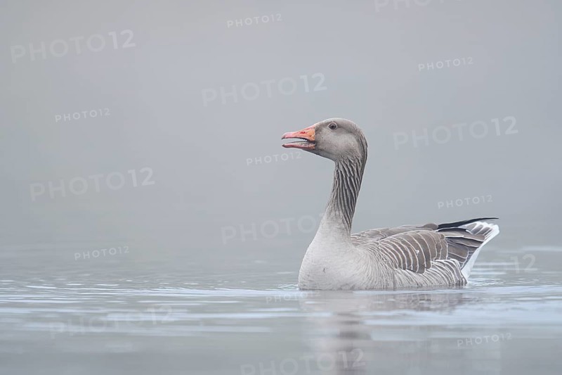 Greylag goose (Anser anser) swimming in the morning mist on a lake, North Rhine-Westphalia, Germany