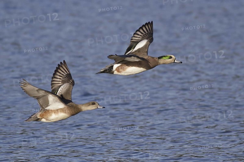 American Wigeon (Mareca americana) flying, British Columbia, Canada