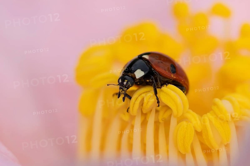 Seven-spot ladybird or ladybug (Coccinella septempunctata) adult insect on a garden Camellia flower in springtime, England, United Kingdom