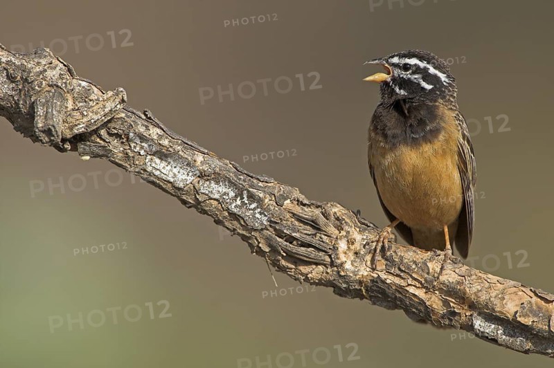 Cinnamon-breasted Bunting (Emberiza tahapisi) singing, Oman