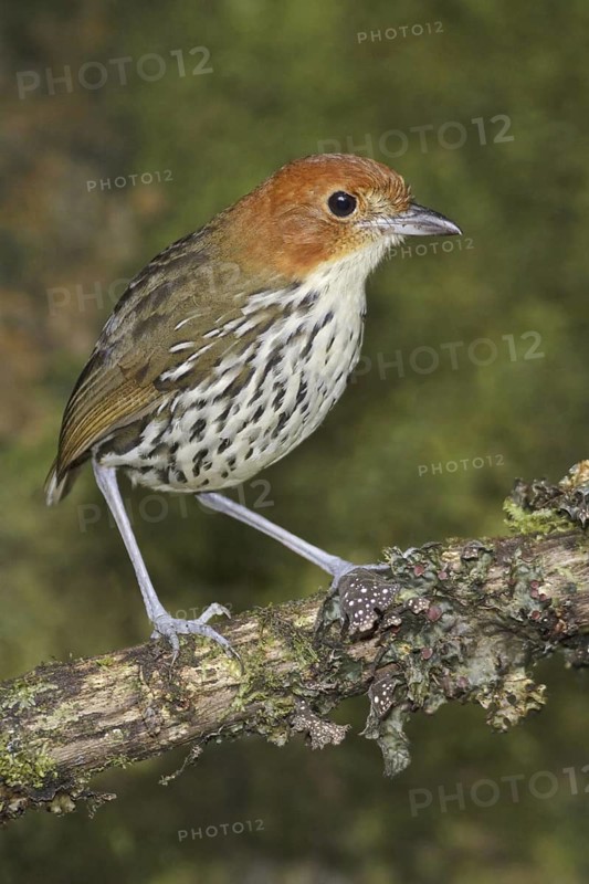 Chestnut-crowned Antpitta (Grallaria ruficapilla), Ecuador