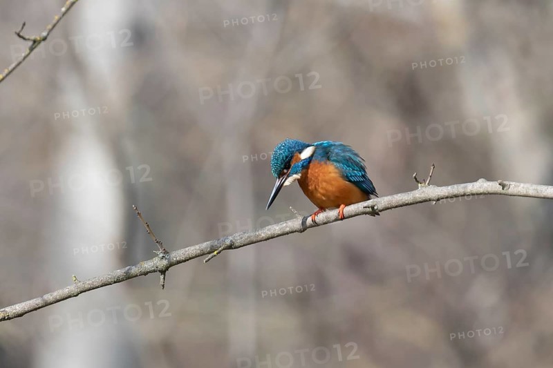 A striking kingfisher with vibrant blue and orange plumage perched attentively on a branch, set against a soft, blurred background in a serene natural setting