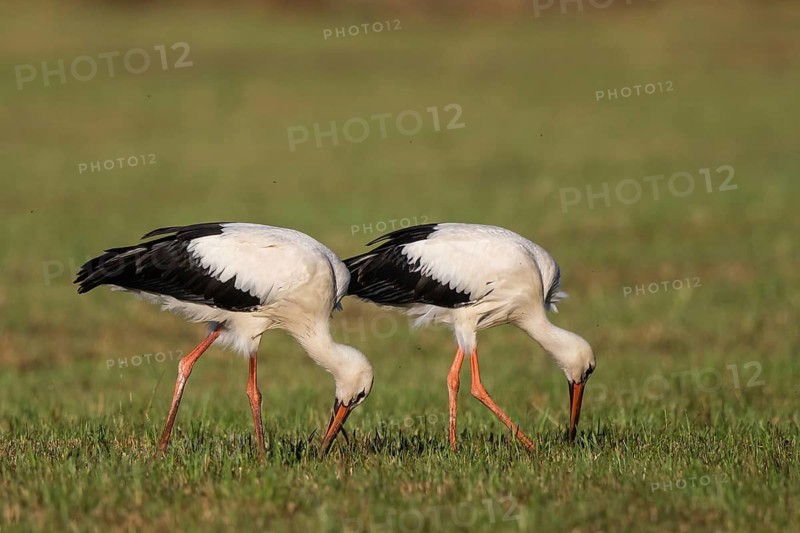 White Stork (Ciconia ciconia) juvenile foraging, North Rhine-Westphalia, Germany