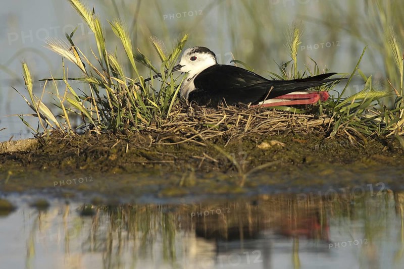 Black-winged Stilt (Himantopus himantopus) nest, Castile-La Mancha, Spain