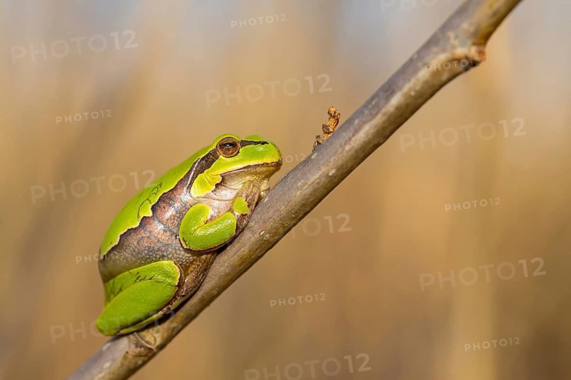 European tree frog, amphibian, frog amphibian, tree frog family, climbs on branches, (Hyla arborea), Lake Neusiedl, Illmitz, Burgenland, Austria