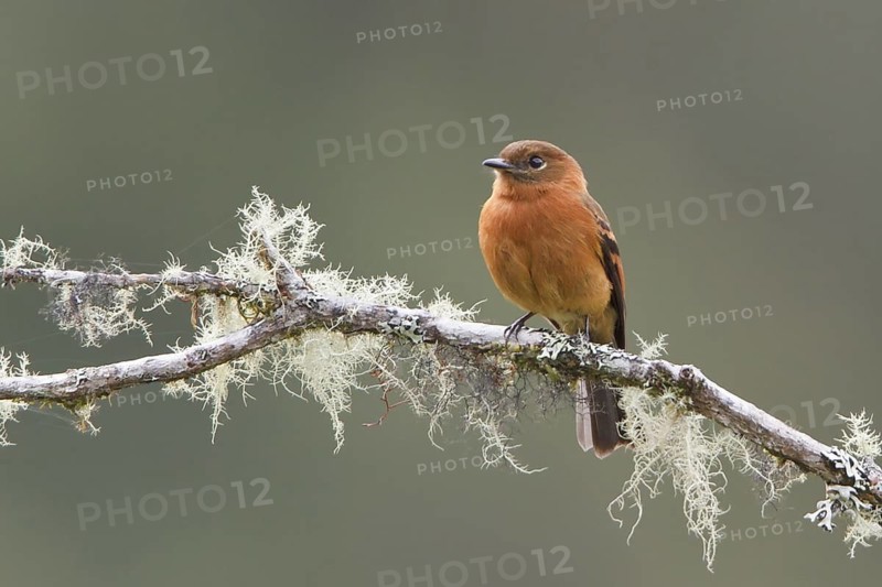 Cinnamon Flycatcher (Pyrrhomyias cinnamomea) perched on a branch in Bolivia, South America