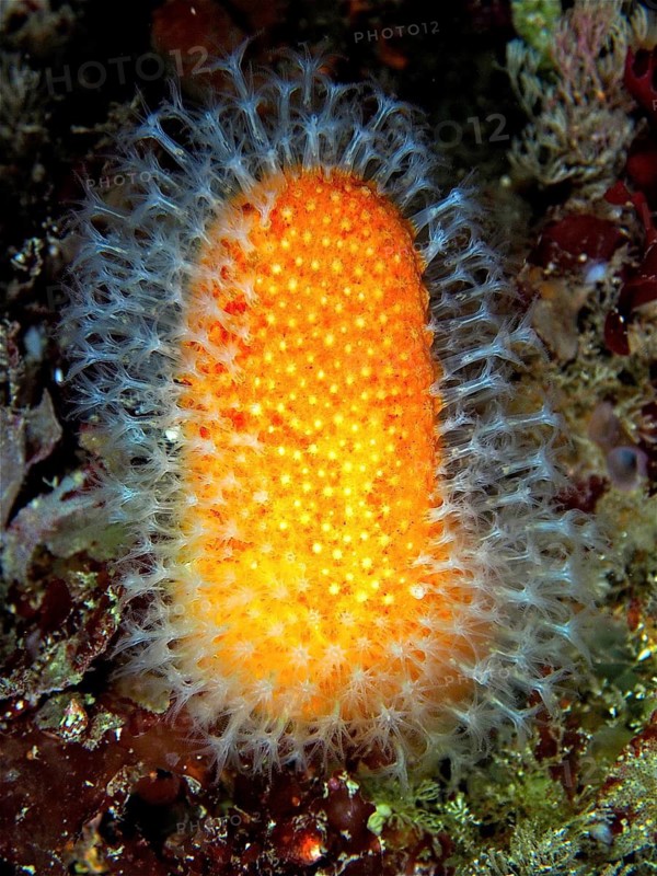 Dead man's hand (Alcyonium digitatum)