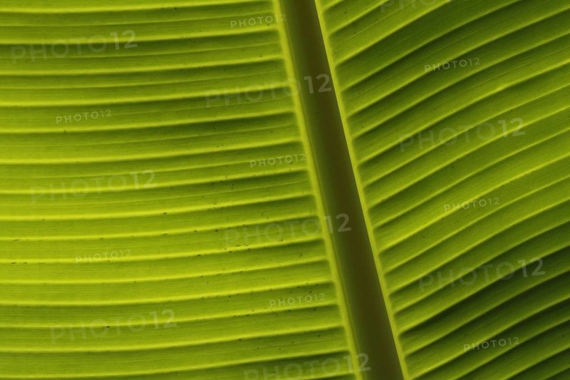 Banana leaf (Musa acuminata x balbisiana) in detail with thick vein, foliage leaf with veins, plant leaf, green structure, pattern, monochrome, lines, parallel, diagonal, stripes, regular, background, banana tree, macro photograph, Marangu, Tanzania, East Africa