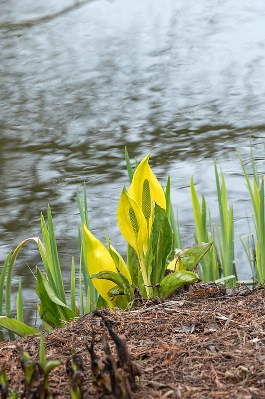 Yellow false calla (Lysichiton americanus), Ellerhoop Tree Park, Germany