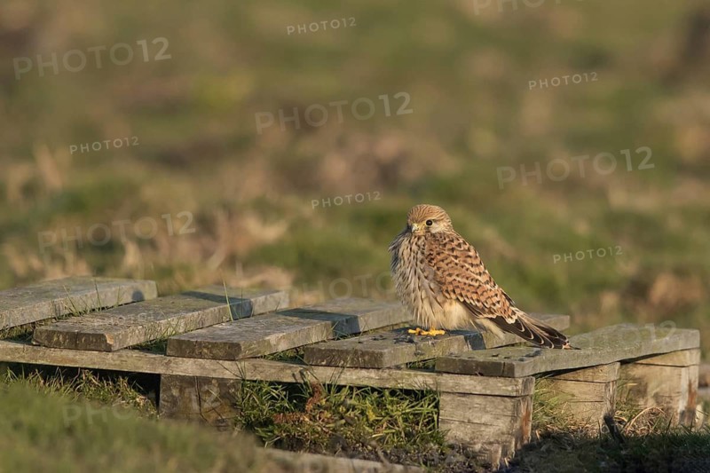 Common Kestrel (Falco tinnunculus) juvenile on a wooden pallet, Oland, Sweden