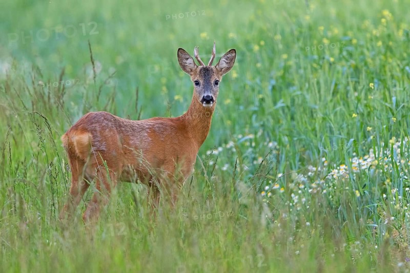 Roe deer, European roe deer, (Capreolus capreolus), young roebuck, animals, mammals, Lake Neusiedl, Illmitz, Burgenland, Austria