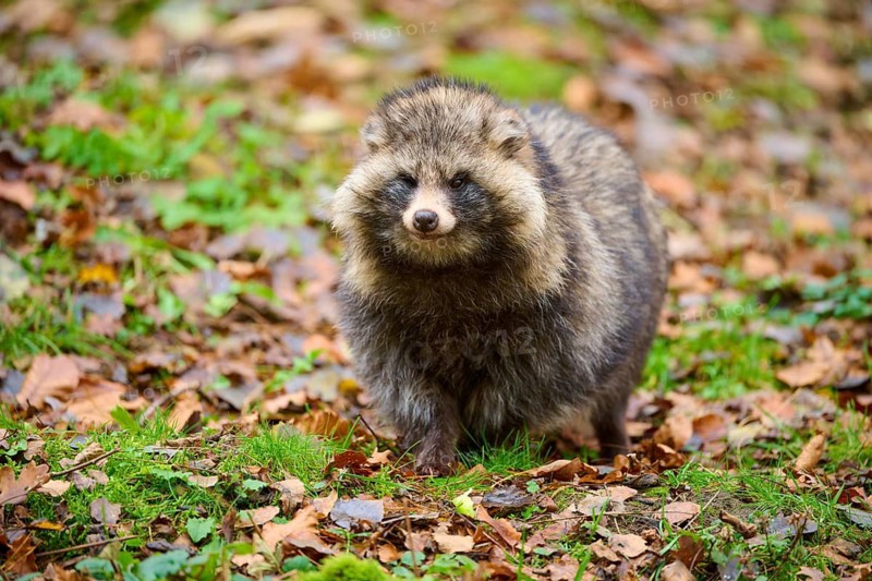 A raccoon dog standing on a leaf-covered area in the forest, raccoon dog (Nyctereutes procyonoides), Hesse, Germany