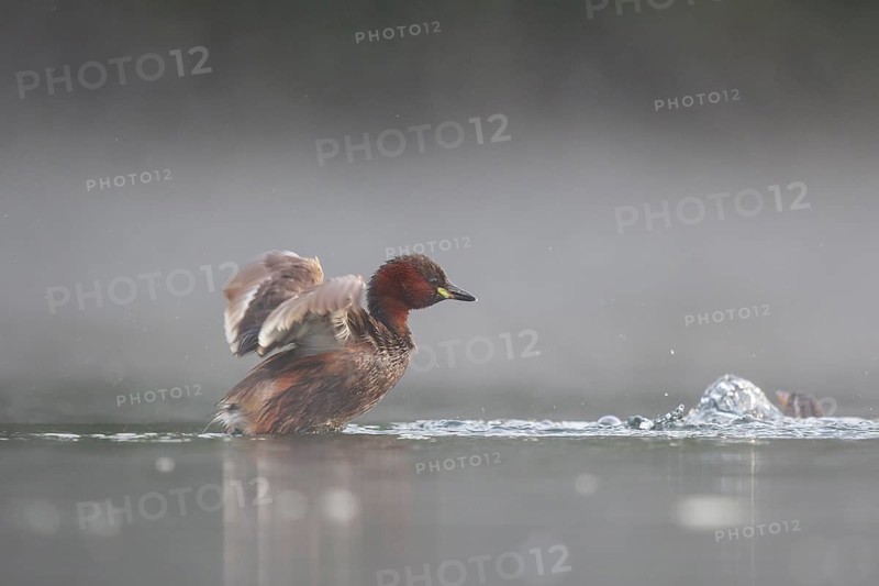 Little Grebe (Tachybaptus ruficollis) flapping, North Rhine-Westphalia, Germany
