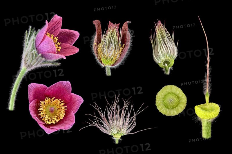 Cowslip (Pulsatilla vulgaris), pasque flower, picture plate, flower, seed, Germany