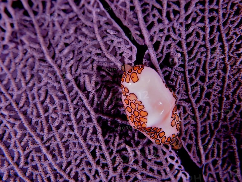 Flamingo tongue (Cyphoma gibbosum)