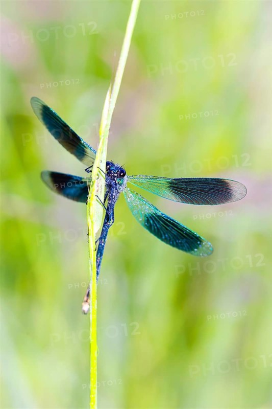Banded demoiselle (Calopteryx splendens), Lower Saxony, Federal Republic of Germany