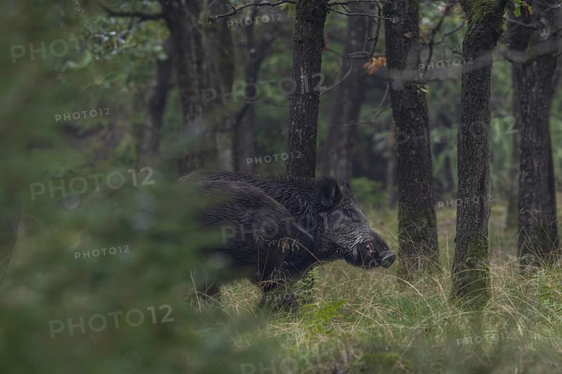The wild boar (Sus scrofa) does not seem to like the encounter with a wild boar, it will still take a few weeks before it seeks her proximity, mast year, acorn mast, defensive, September, Denmark