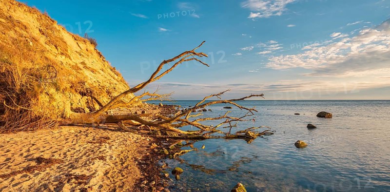 Uprooted tree on the Baltic Sea beach on the cliffs in the evening light, Mönchgut Nature Reserve, Groß Zicker, Mönchgut Peninsula, Rügen Island, Mecklenburg-Western Pomerania, Germany