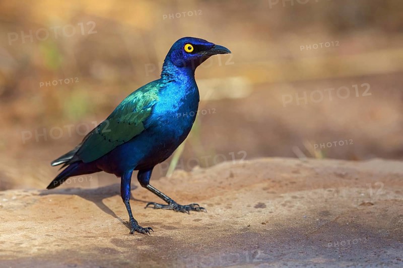 Purple glossy starling, (Lamprotornis purpureus), Africa, Gambia, Tendaba camp / Tendaba photo hid, Kwinella, South Bank, Gambia