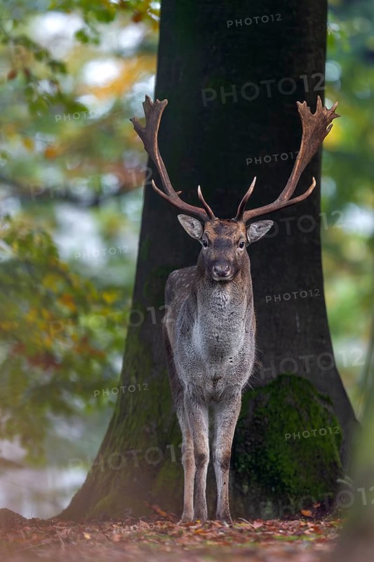 A fallow deer (Dama dama) in the beech forest, rut, mating season, deer rut, autumn, October, Germany