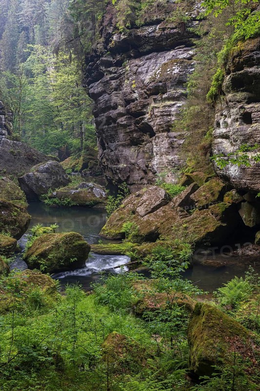Flowing water with ferns and rocks in the Wild Gorge, river Kamnitz, Hrensko, Ustecky kraj, Czech Republic