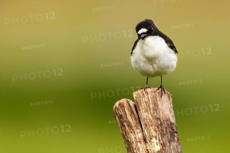 European Pied Flycatcher (Ficedula hypoleuca), male perched on a trunk, Castile and Leon, Spain