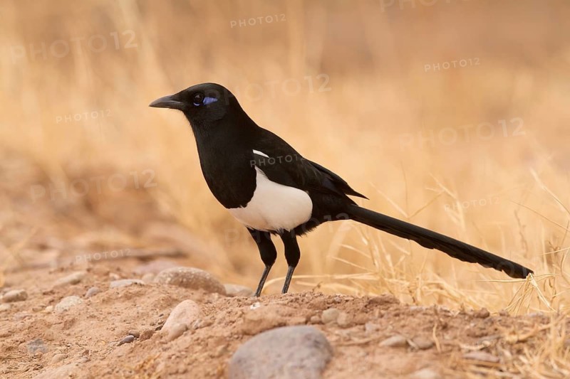 Eurasian Magpie (Pica pica mauritanica), Morocco