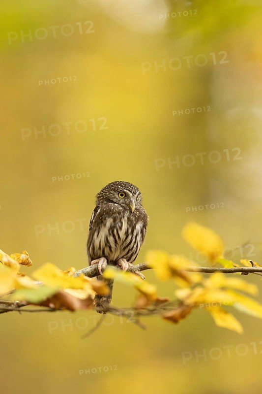 Eurasian Pygmy Owl (Glaucidium passerinum) captive, Baden-Wuerttemberg, Germany