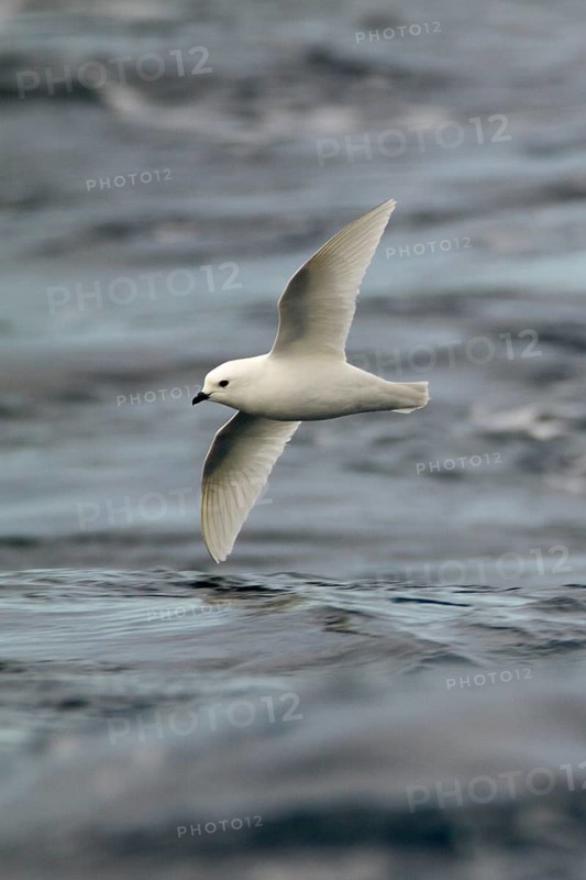 Snow Petrel (Pagodroma nivea) flying, Ross Sea, Antarctica