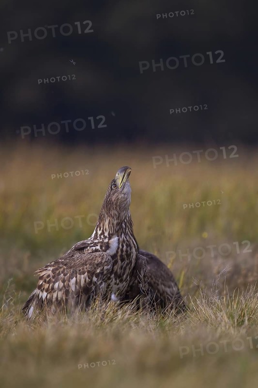 White-tailed Eagle (Haliaeetus albicilla) calling, Poland