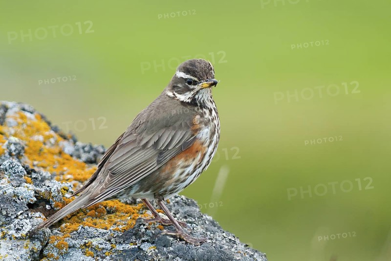 Redwing (Turdus iliacus), Iceland