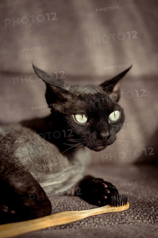 A black devon rex cat with striking green eyes sits beside a wooden toothbrush. The feline relaxed posture and gaze create a whimsical and intriguing moment