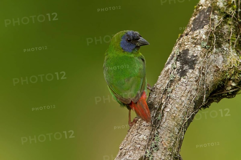 Blue-faced Parrotfinch (Erythrura trichroa macgillivrayi), Queensland, Australia
