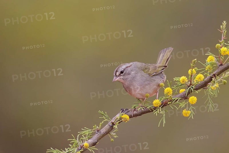 Olive Sparrow (Arremonops rufivirgatus) perched on a flowering branch, Texas, USA