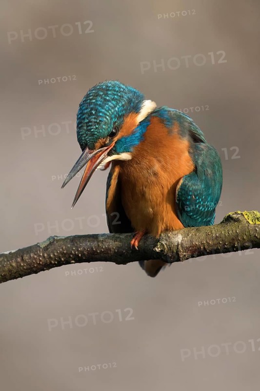 Ijsvogel krabt zich, Kingfisher cleaning behaviour