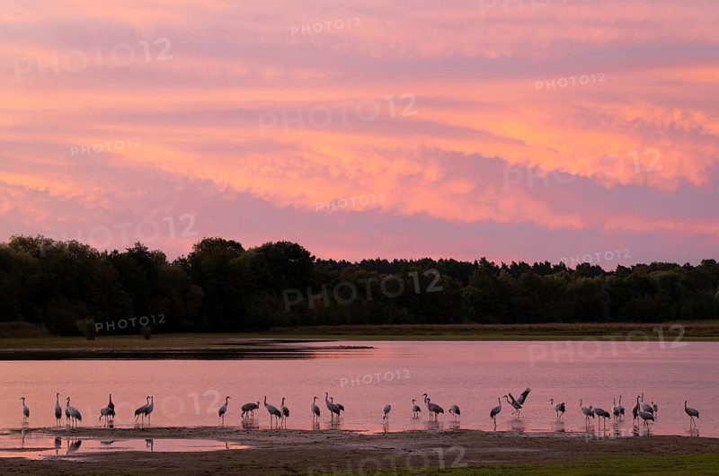 Crane (Grus grus), cranes standing in the shallow water zone of a lake, atmospheric red-coloured morning sky, Lower Saxony, Germany
