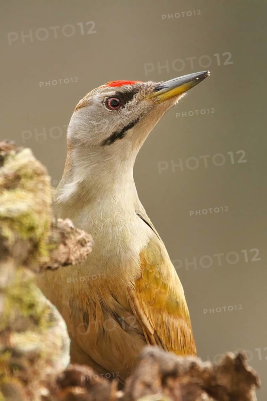 Grey-headed Woodpecker (Picus canus) male, Rhineland-Palatinate, Germany