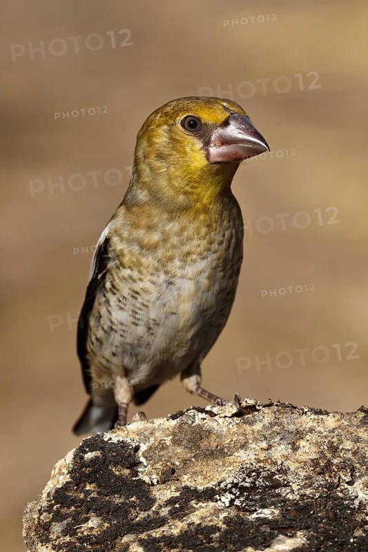 Hawfinch (Coccothraustes coccothraustes) juvenile, Extremadura, Spain