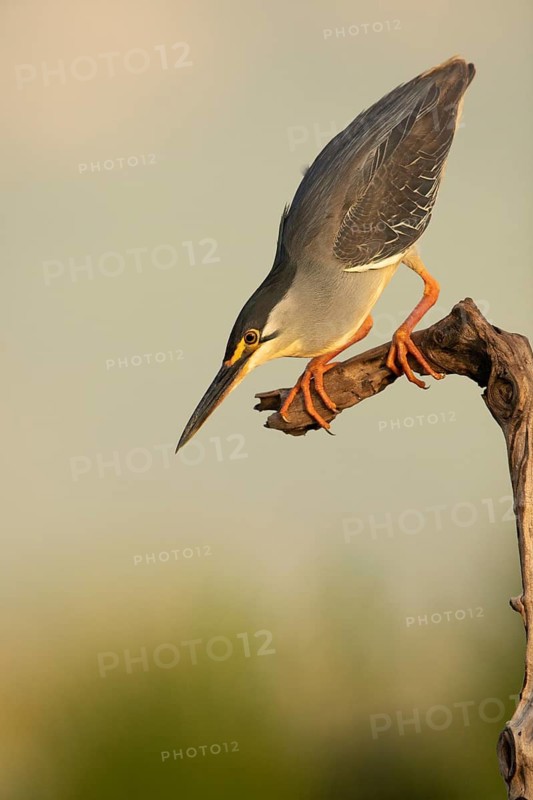 Striated Heron (Butorides striata) hunting, South Africa