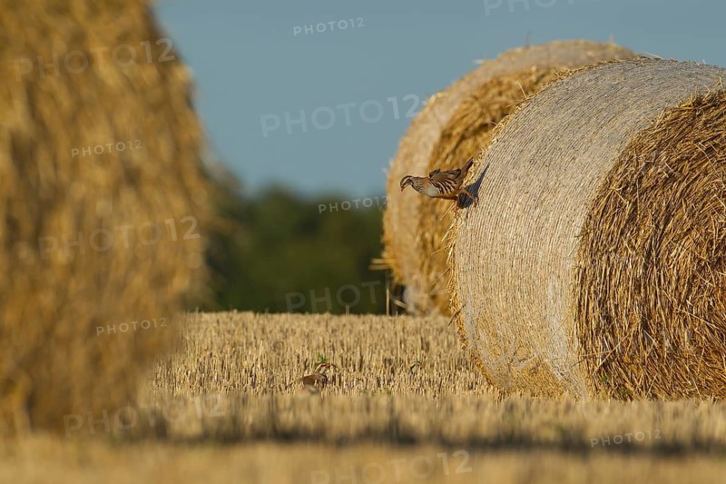 Red legged partridge (Alectoris rufa) adult game bird running down a hay bale with another bird looking on, Norfolk, England, United Kingdom