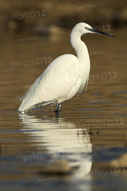 Little Egret (Egretta garzetta), Madrid, Spain